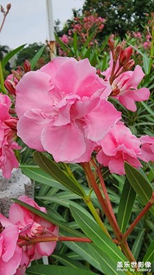 夾竹桃花
