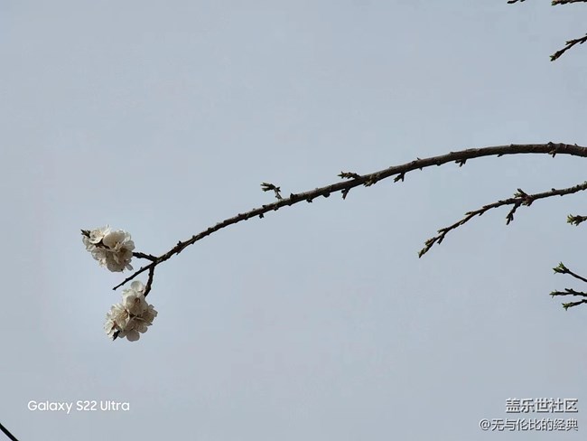 【初春時(shí)刻】初春紅杏向陽開