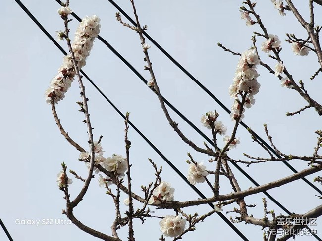 【初春時(shí)刻】初春紅杏向陽開