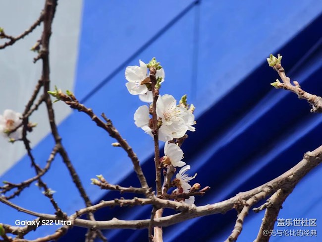 【初春時(shí)刻】初春紅杏向陽開