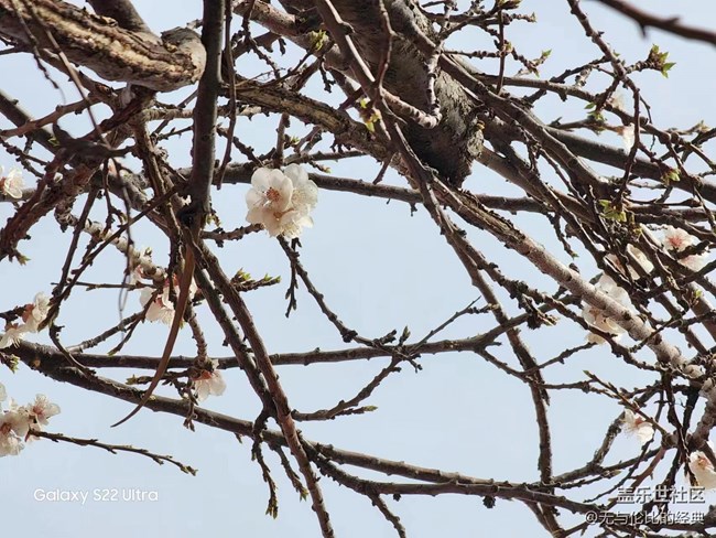 【初春時(shí)刻】初春紅杏向陽開