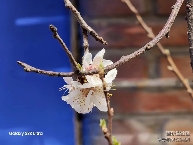【初春時(shí)刻】初春紅杏向陽開