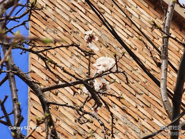 【初春時(shí)刻】初春紅杏向陽開