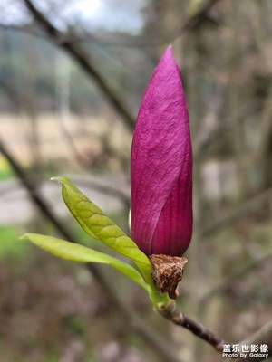 玉蘭花
