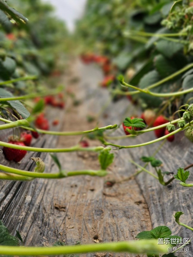 【農(nóng)家樂攝影活動】+采草莓