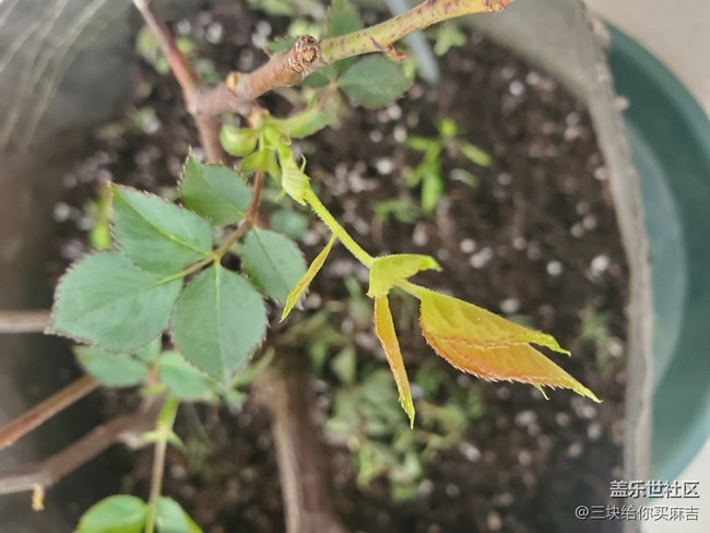 #暖心暖意——萌芽