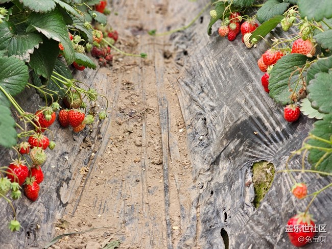 【農(nóng)家樂攝影活動】+采草莓