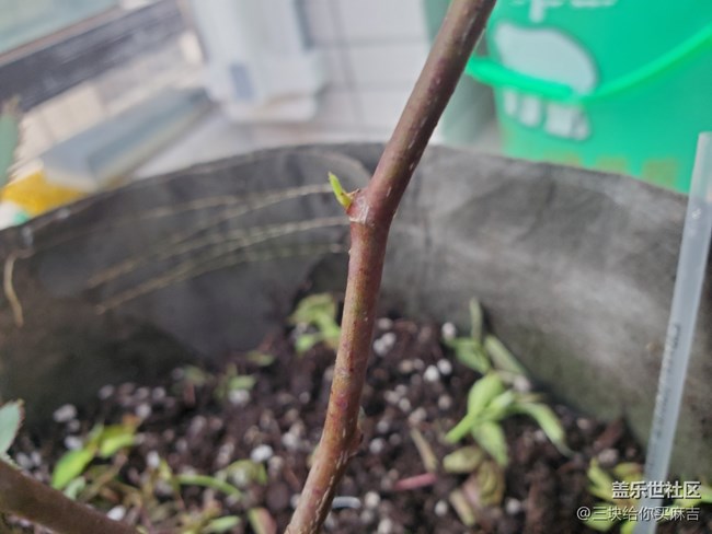 #暖心暖意——萌芽