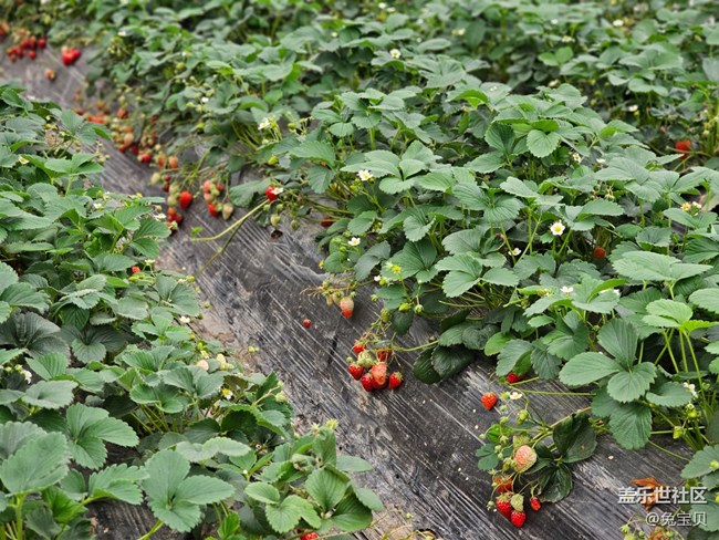 【農(nóng)家樂攝影活動】+采草莓