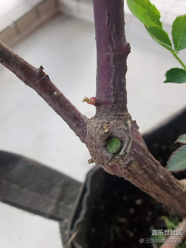 #暖心暖意——萌芽