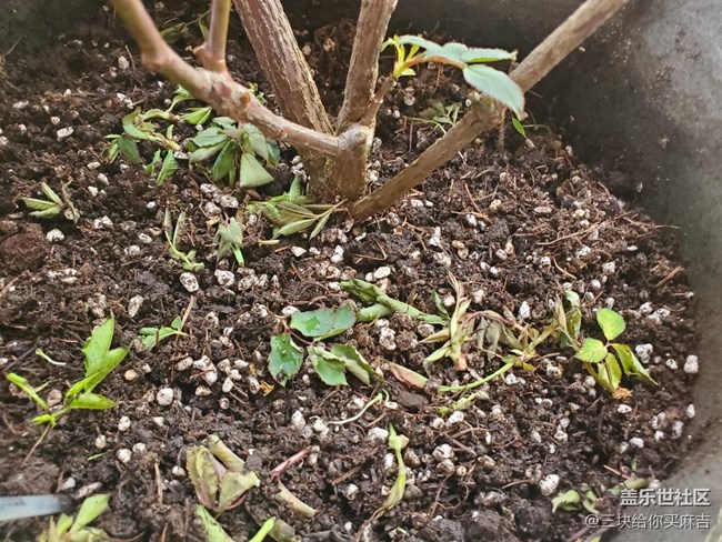 #暖心暖意——萌芽