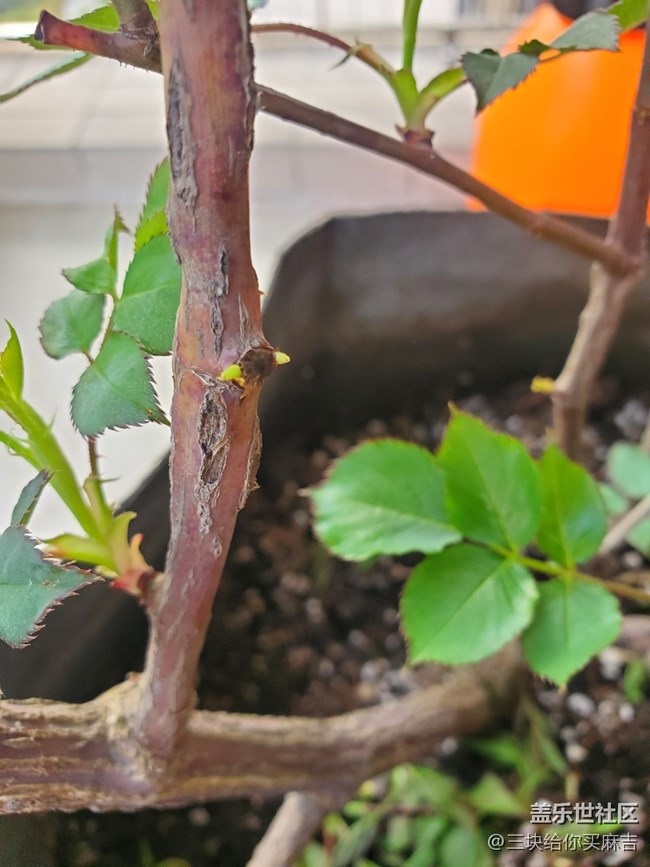 #暖心暖意——萌芽