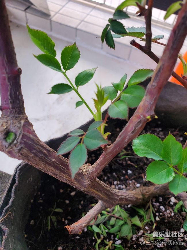 #暖心暖意——萌芽