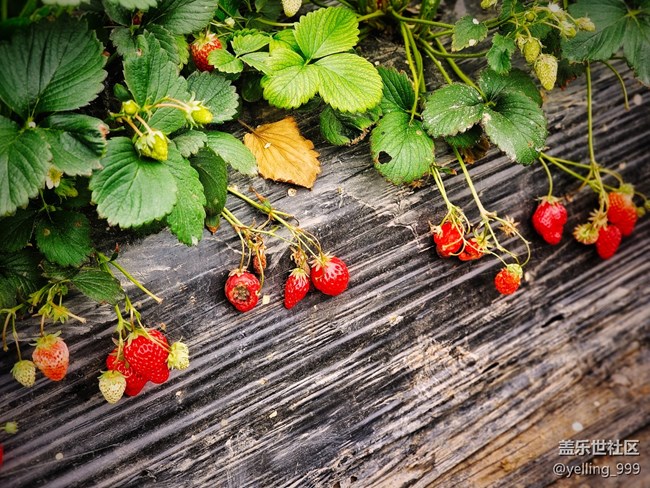 上海星部落3月25日農家樂攝影活動回顧帖