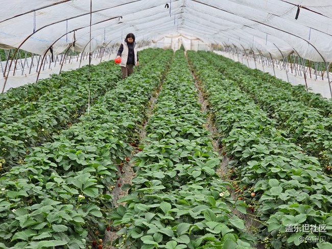 【農(nóng)家樂攝影活動】+采草莓