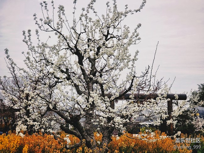 上海星部落3月25日農家樂攝影活動回顧帖