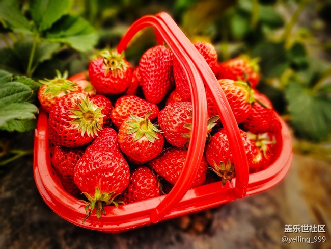 上海星部落3月25日農家樂攝影活動回顧帖