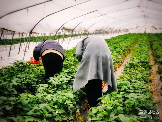 上海星部落3月25日農家樂攝影活動回顧帖