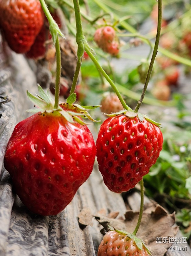 【農(nóng)家樂攝影活動】+活動回顧