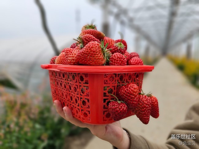 【農(nóng)家樂攝影活動】+采草莓