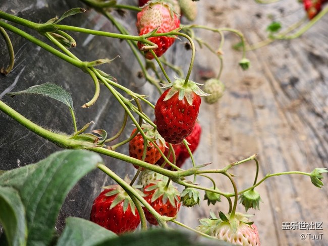 【農(nóng)家樂攝影活動】+活動回顧