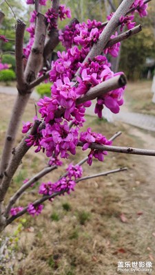 花花