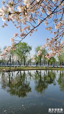 櫻花