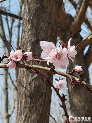 又是一年花開(kāi)時(shí)