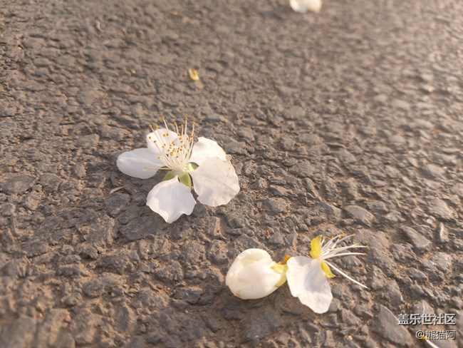 【初春時(shí)刻】桃花朵朵開