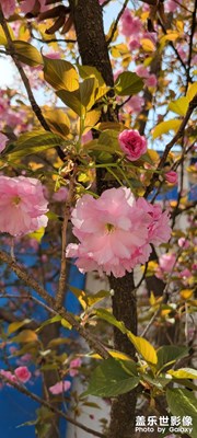櫻花??