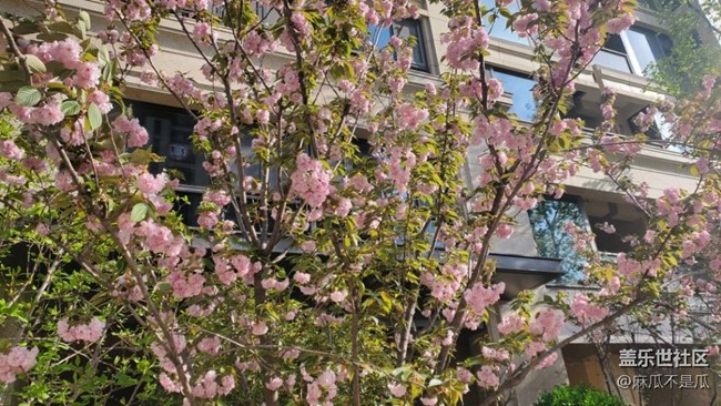 【初春時(shí)刻】+初春的花兒