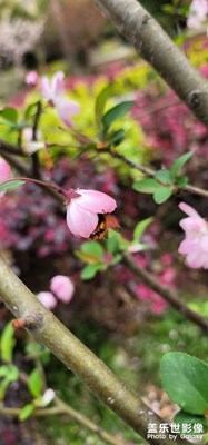 牛峰采蜜