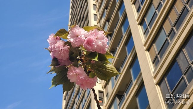 【初春時(shí)刻】+初春的花兒