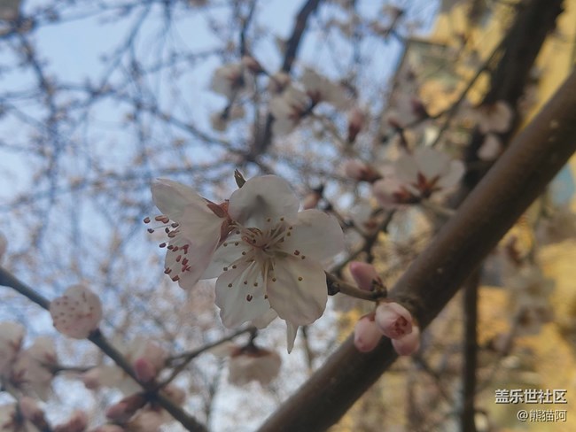 【初春時(shí)刻】桃花朵朵開