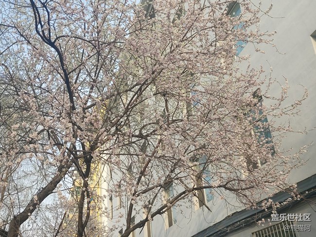 【初春時(shí)刻】桃花朵朵開