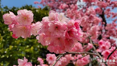 【生活的色彩】春暖花開