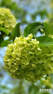 繡球花