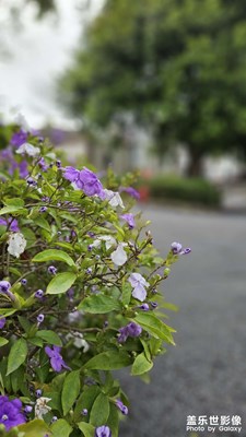 花