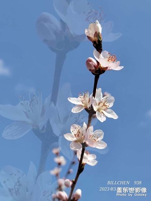 桃花朵朵開