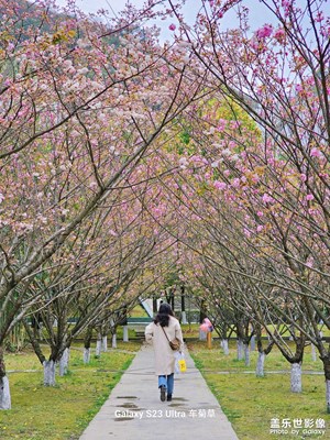 櫻花