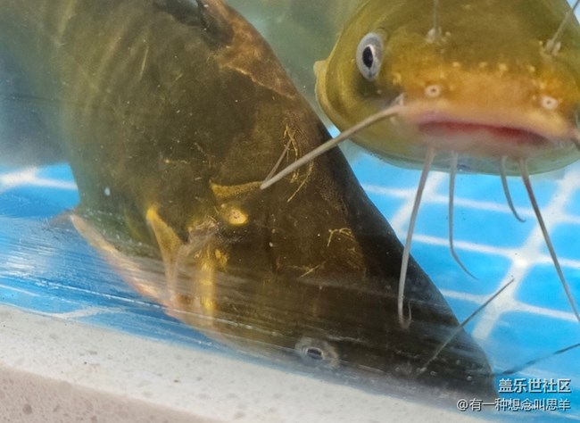 【科技時代】鮮活的魚??