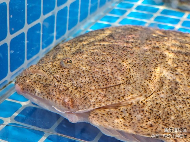 【科技時代】鮮活的魚??