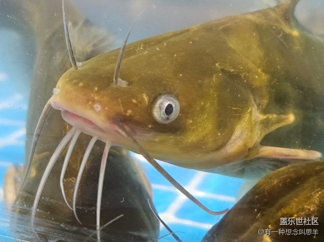 【科技時代】鮮活的魚??