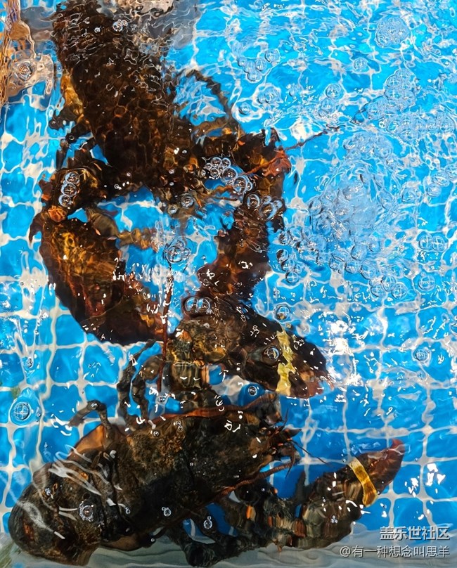 【科技時代】鮮活的魚??