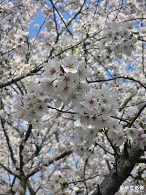 顧村公園
