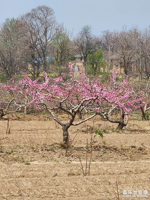 桃花朵朵開