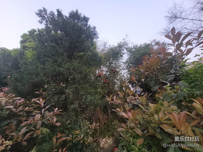 【身邊的小動(dòng)物】公雞