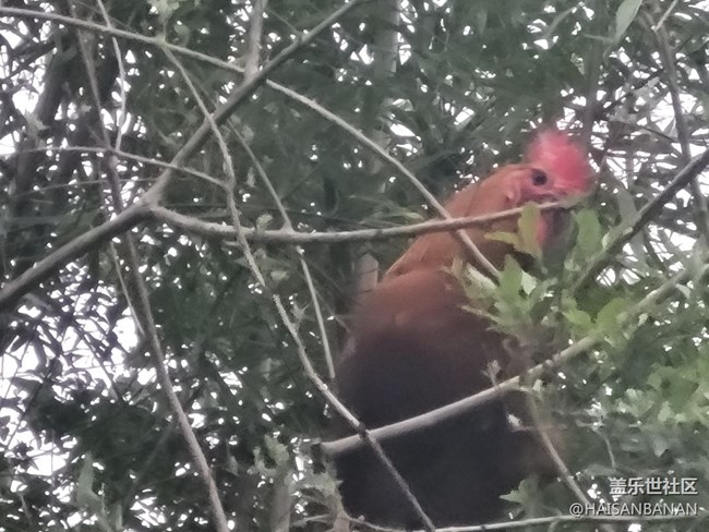 【身邊的小動(dòng)物】公雞