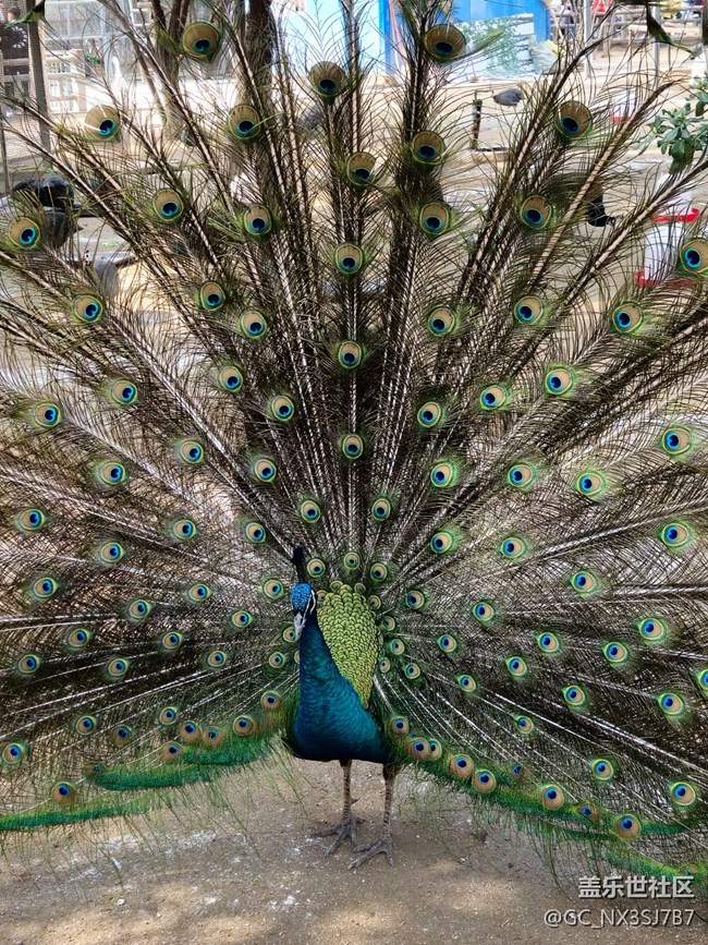 鄭州動物園還不錯，s23照相好看好看