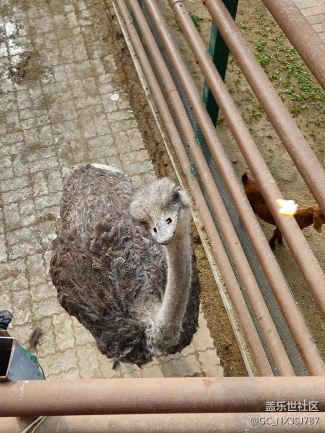 鄭州動物園還不錯，s23照相好看好看